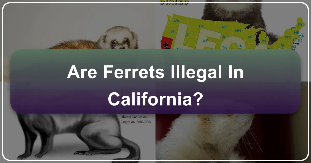 Are Ferrets Illegal in California?