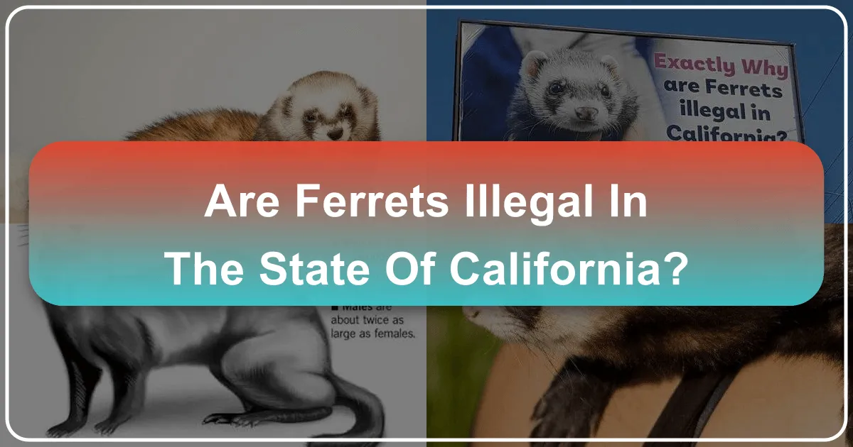 Are Ferrets Illegal in the State of California?