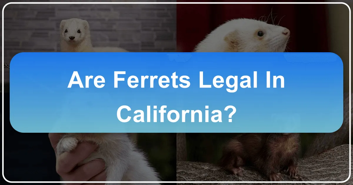 Are Ferrets Legal in California? Unraveling the Golden State's Unique Pet Policy