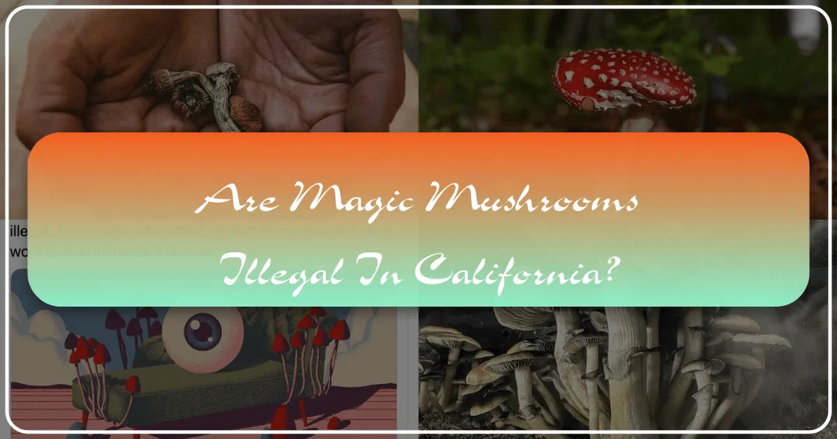 Are Magic Mushrooms Illegal in California?