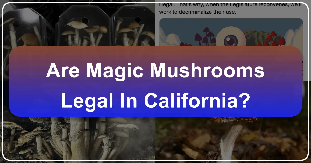 Are Magic Mushrooms Legal in California?