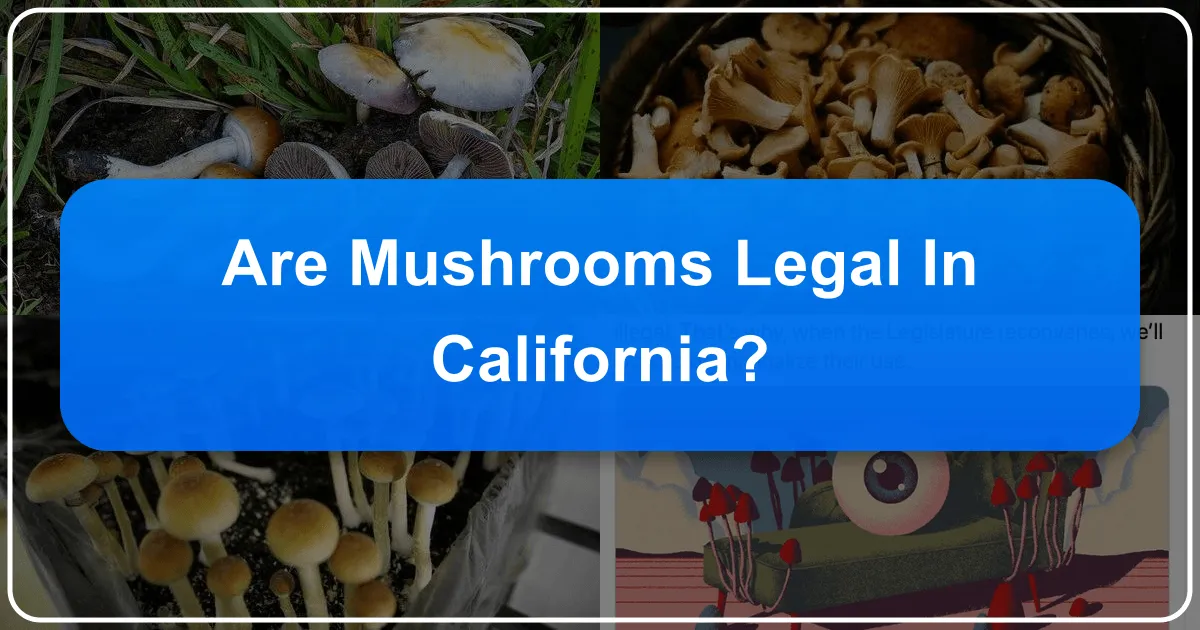Are Mushrooms Legal in California? A Traveler's Guide to Fungi, Legislation, and Golden State Adventures