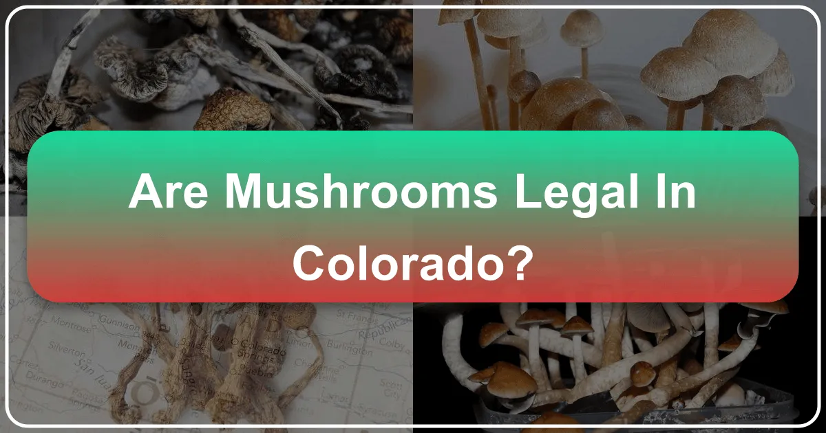 Are Mushrooms Legal in Colorado? Navigating Psychedelic Wellness and Travel in the Centennial State