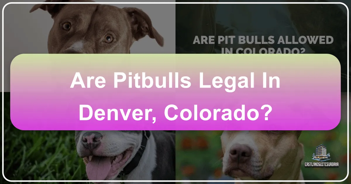 Are Pitbulls Legal In Denver, Colorado?