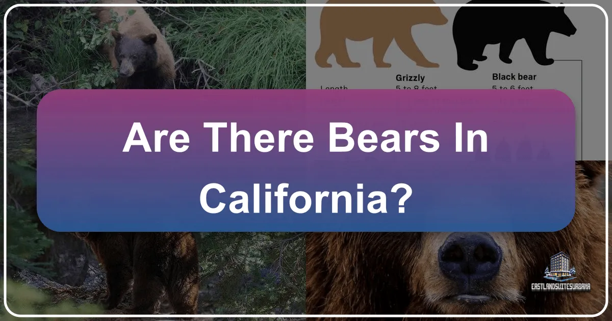Are There Bears in California?