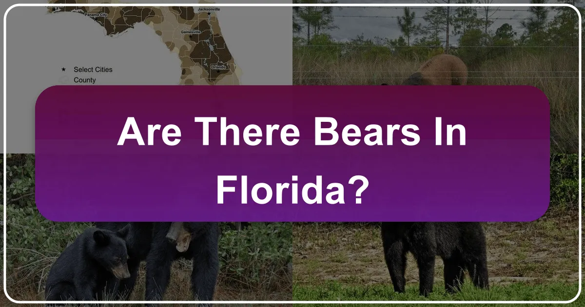 Are There Bears in Florida?