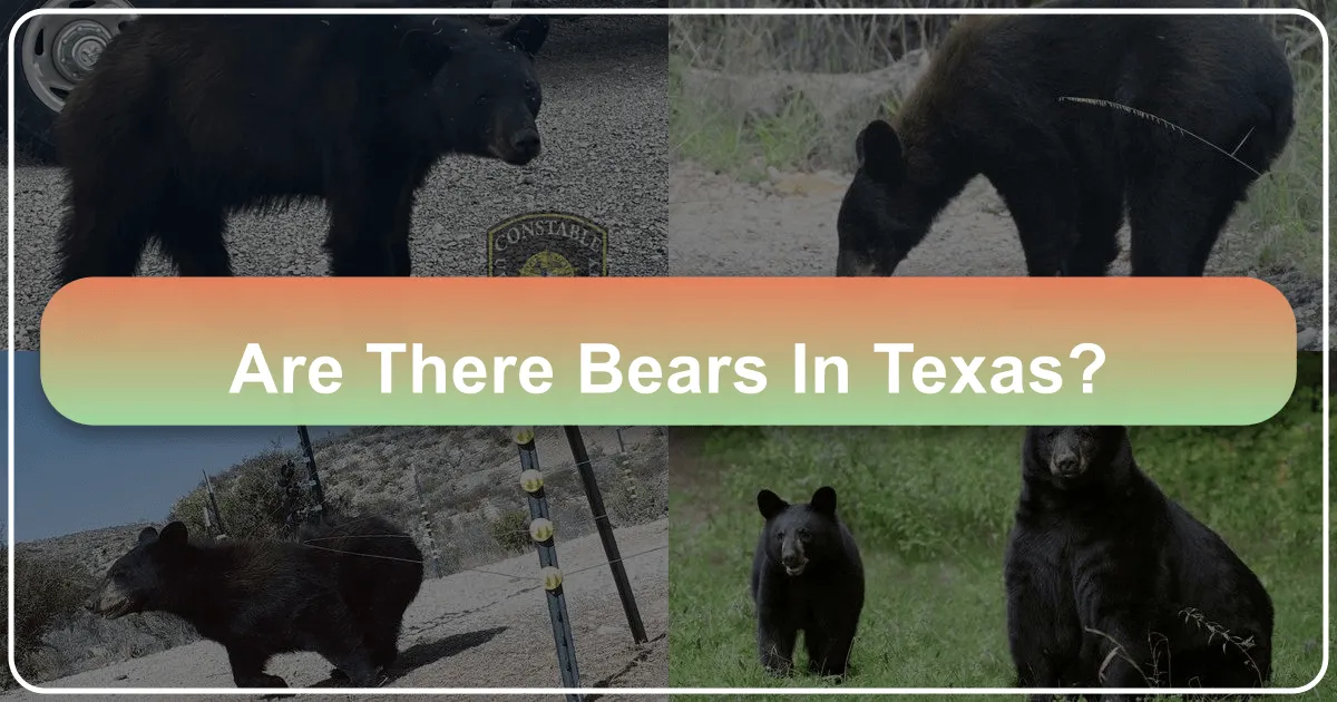 Are There Bears In Texas?
