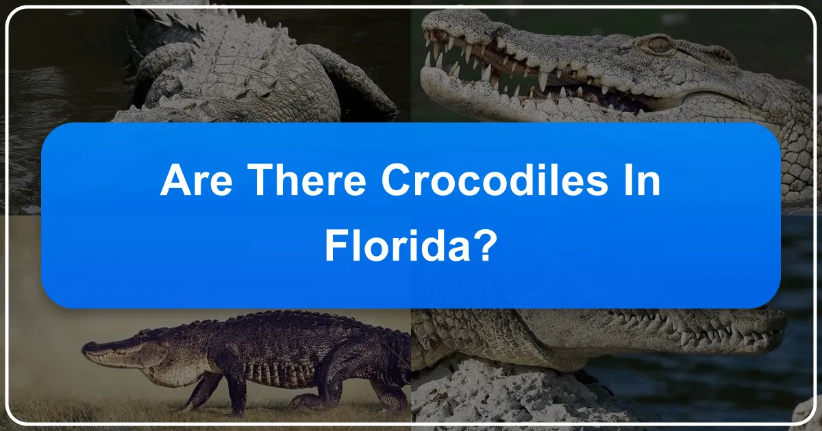 Are There Crocodiles in Florida?