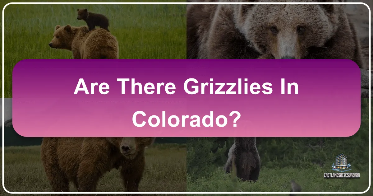 Are There Grizzlies in Colorado?