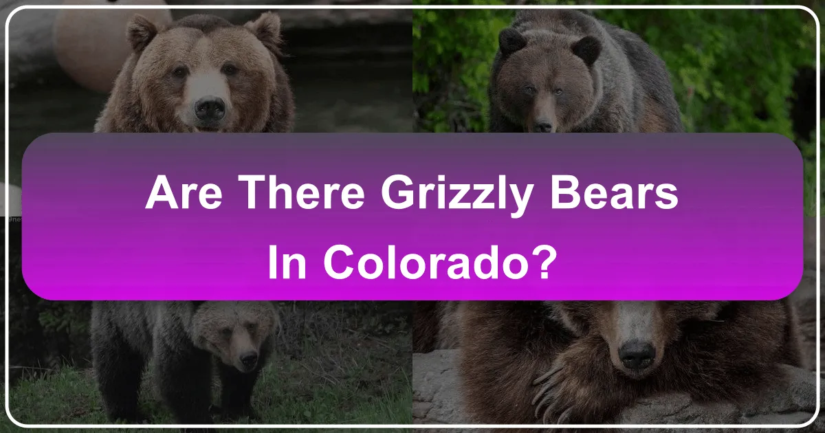 Are There Grizzly Bears in Colorado?