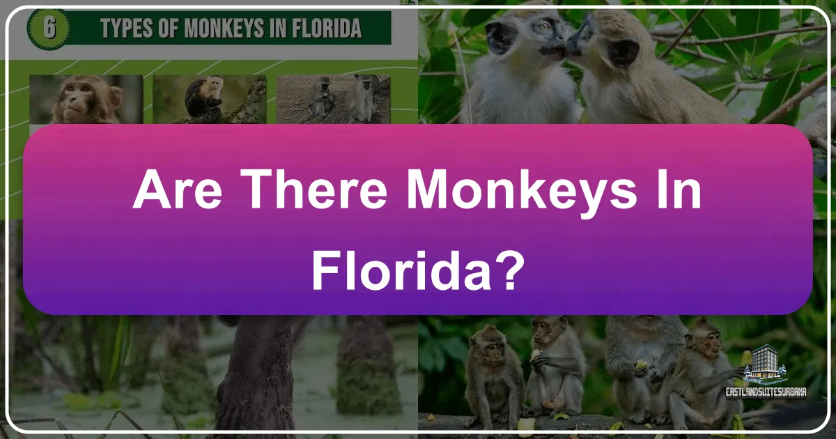 Are There Monkeys in Florida?