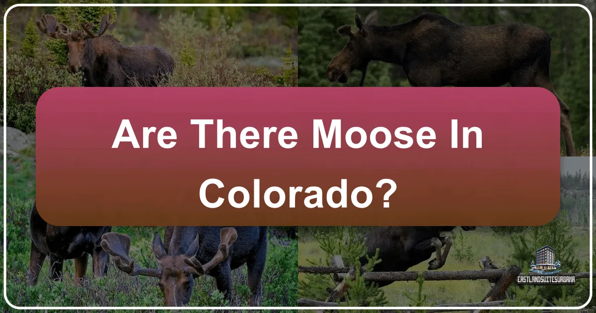 Are There Moose In Colorado?