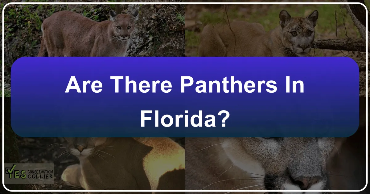 Are There Panthers in Florida?