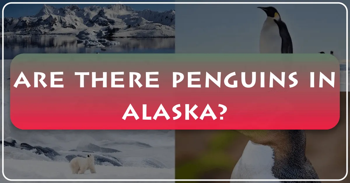 Are There Penguins in Alaska?