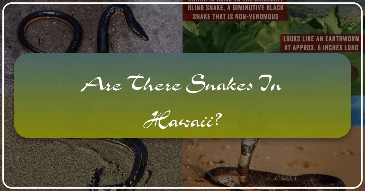 Are There Snakes in Hawaii?