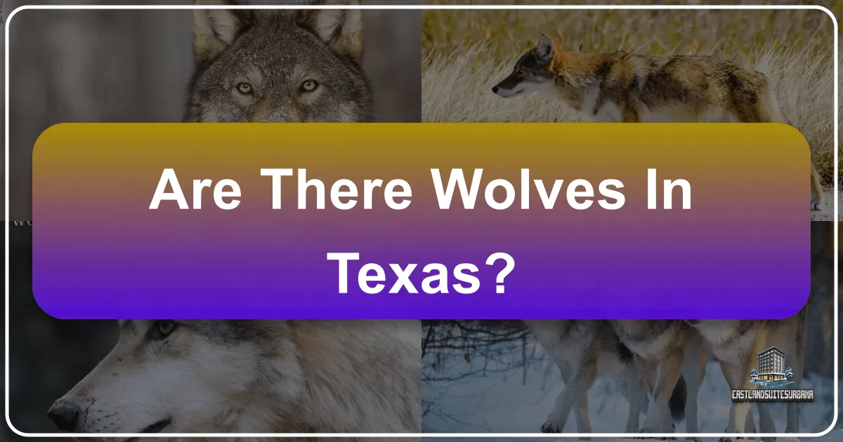 Are There Wolves In Texas?