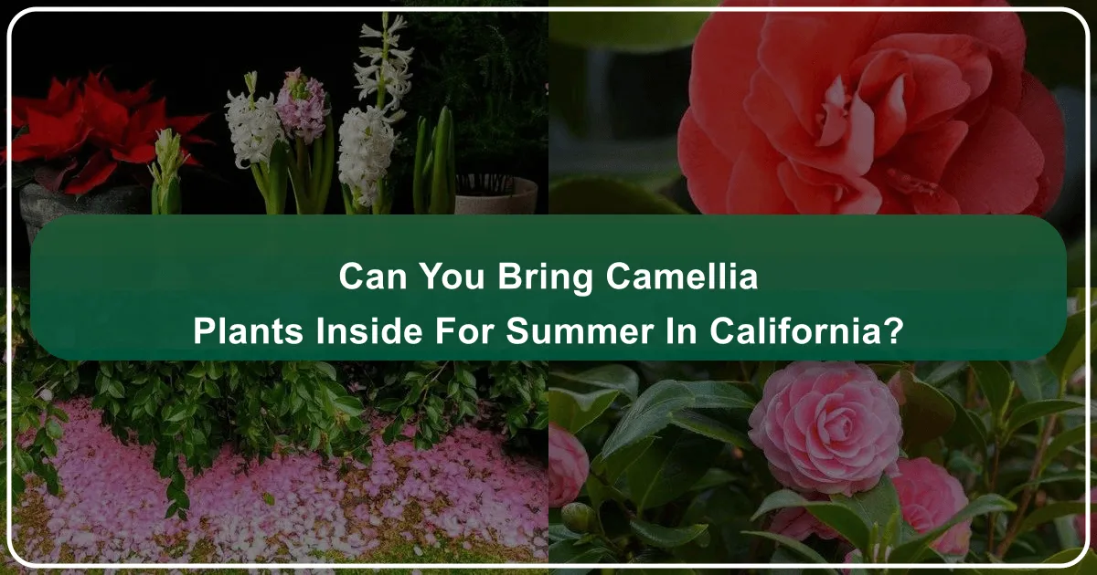 Can You Bring Camellia Plants Inside for Summer in California? Navigating the Golden State's Climate with Your Beloved Botanicals