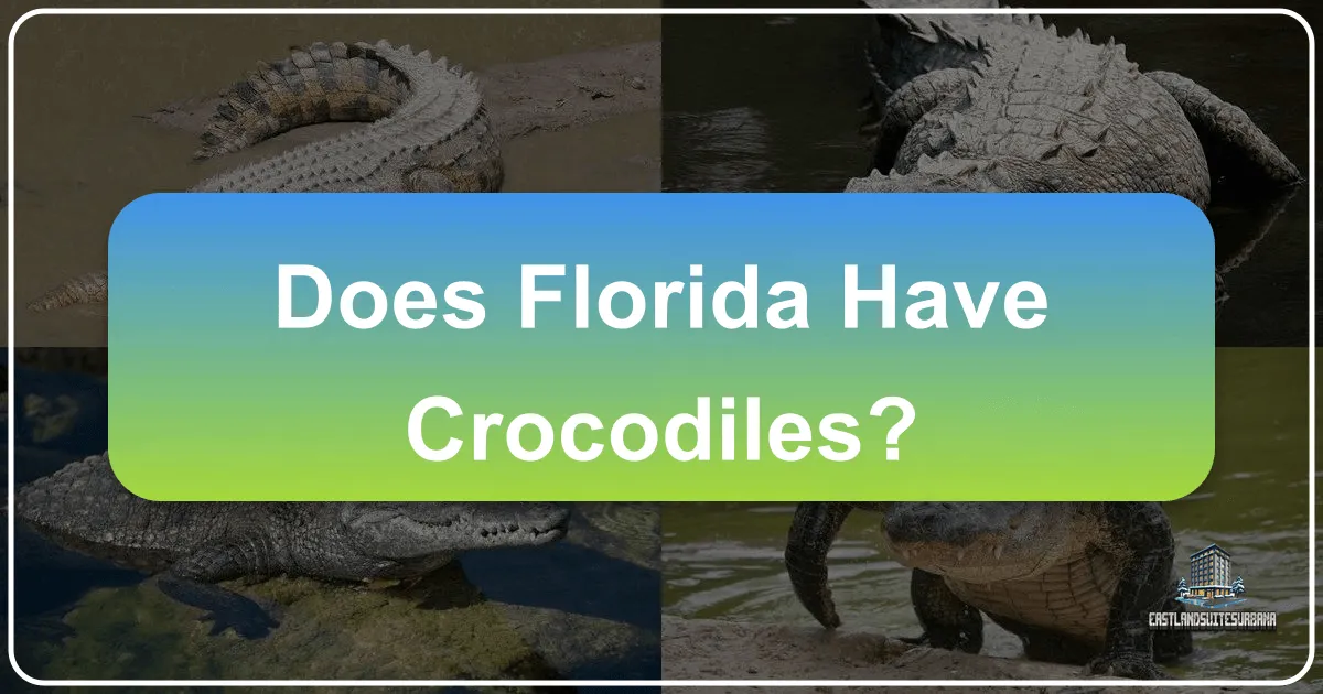 Florida's Ancient Giants: Unveiling the Presence of Crocodiles and Alligators in the Sunshine State