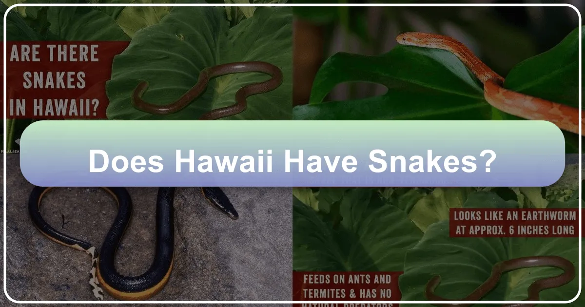 Does Hawaii Have Snakes?