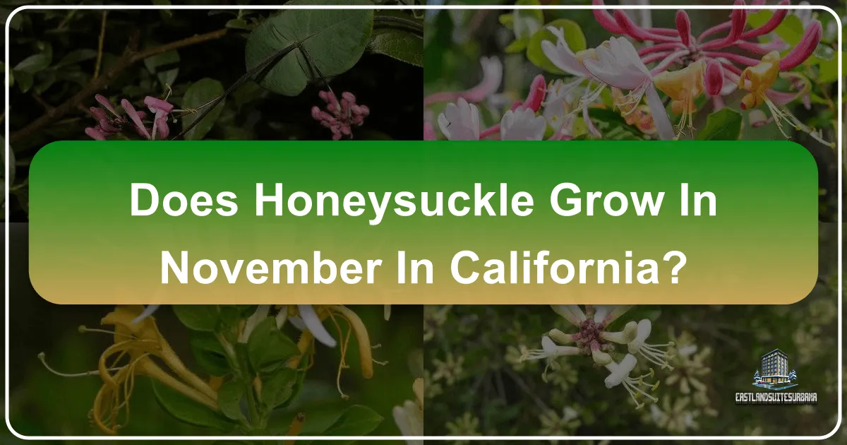 Does Honeysuckle Grow In November In California?