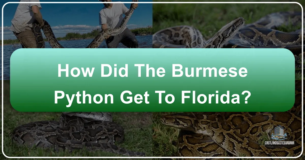 How Did The Burmese Python Get To Florida?