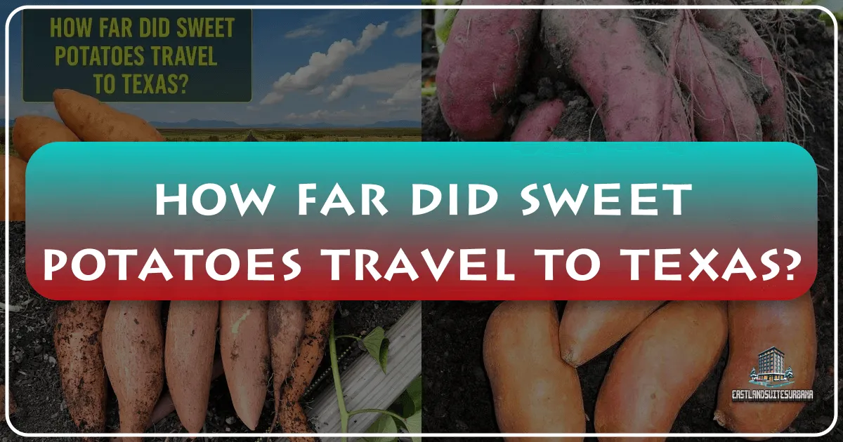 The Epic Journey of Sweet Potatoes: Tracing Their Path to Texas