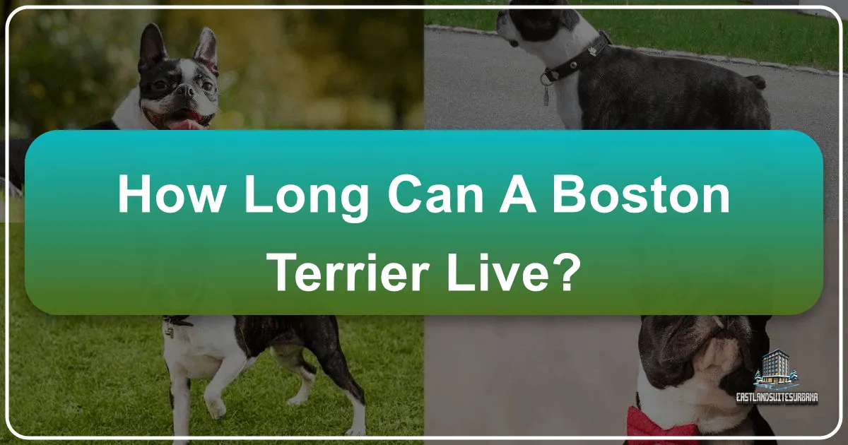 How Long Can a Boston Terrier Live?