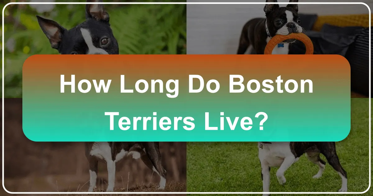 how long do boston terriers live