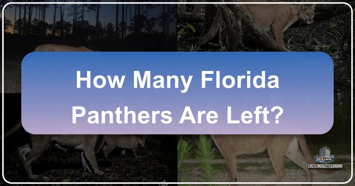 How Many Florida Panthers Are Left?