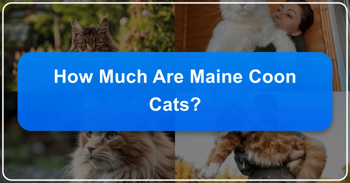 How Much Are Maine Coon Cats?