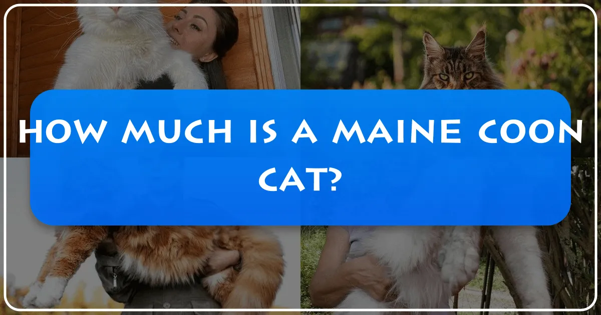 How Much Is a Maine Coon Cat: Unpacking the Costs and Lifestyle of Owning a Gentle Giant, and How it Influences Your Travel Choices
