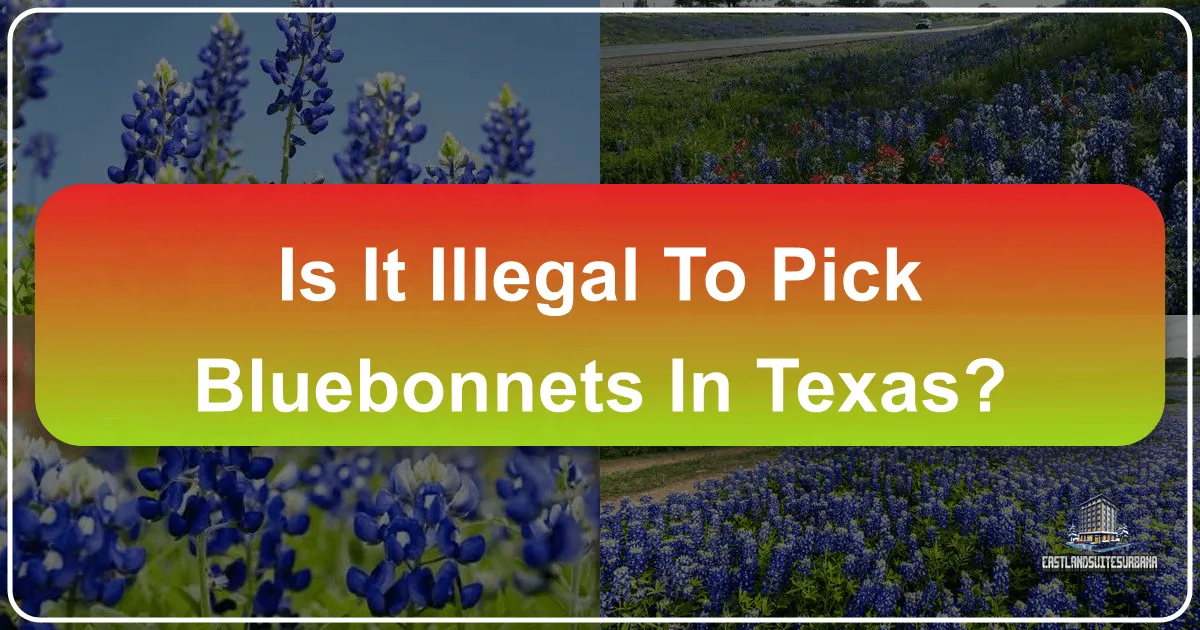 Is It Illegal to Pick Bluebonnets in Texas?