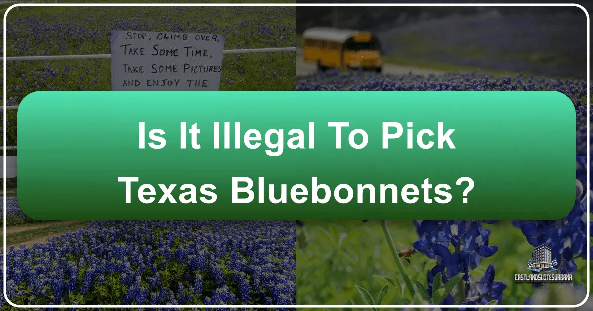 Is It Illegal to Pick Texas Bluebonnets?