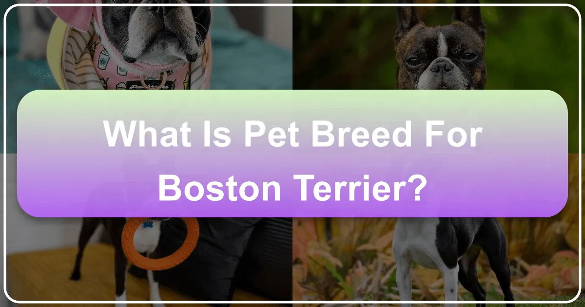 What is Pet Breed for Boston Terrier
