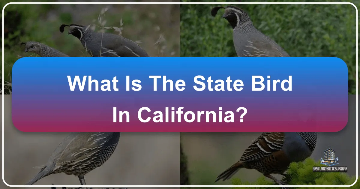 What Is The State Bird In California?
