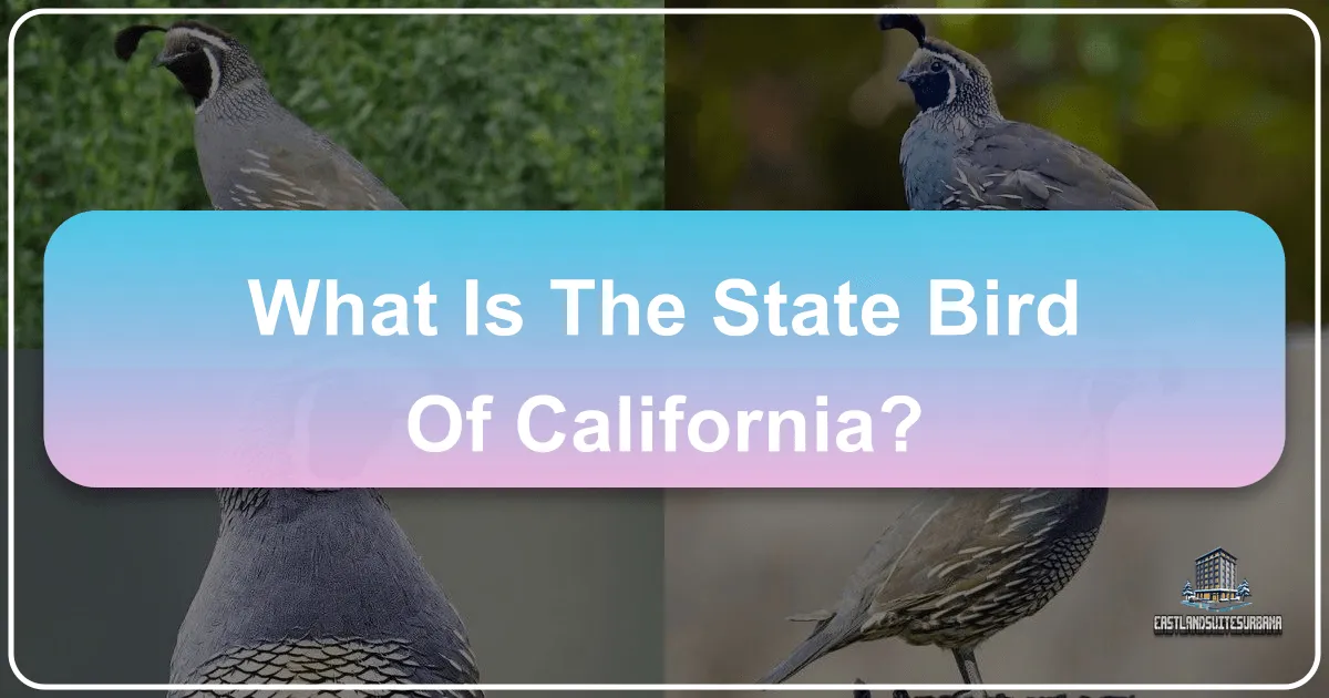 What is the State Bird of California?