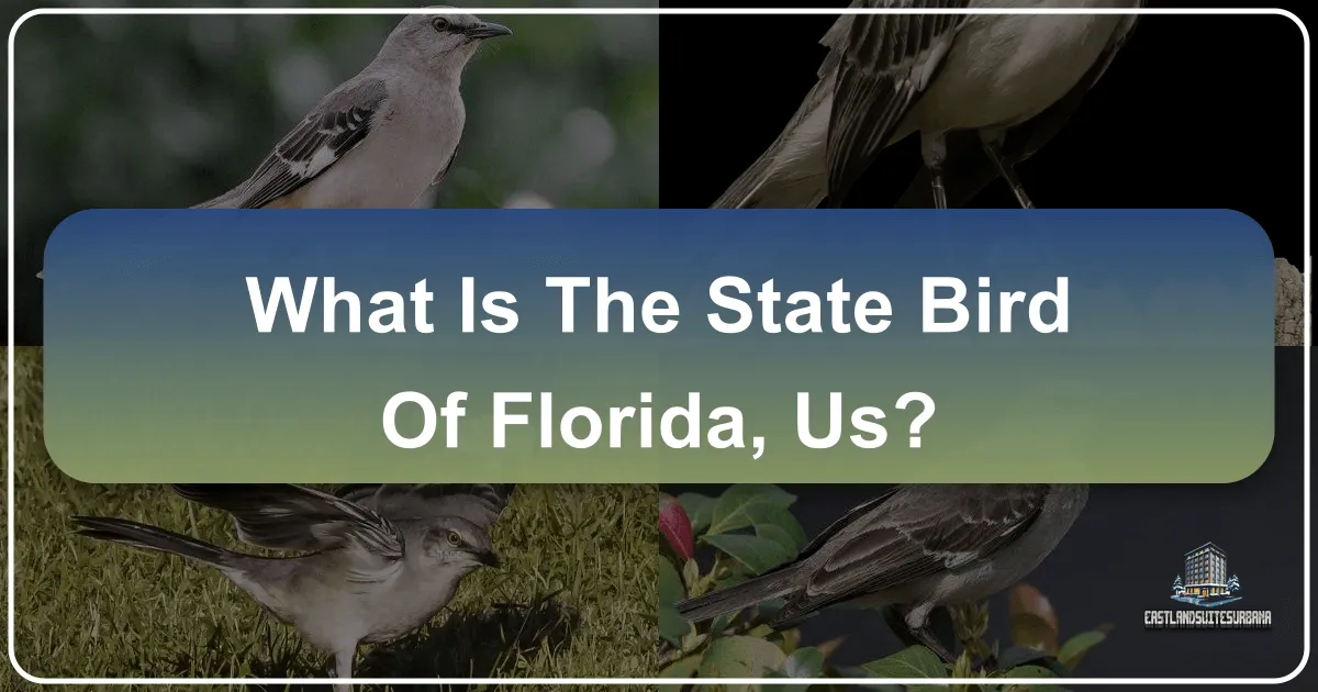 What is the State Bird of Florida, US? Unveiling the Sunshine State's Iconic Avian Ambassador