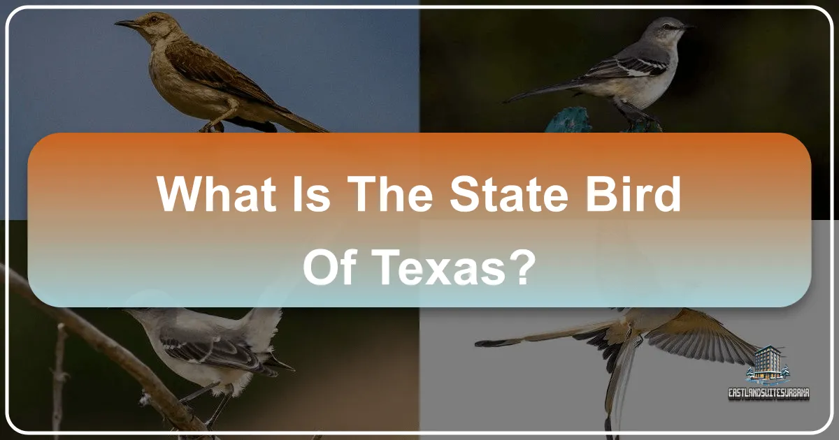 What Is The State Bird Of Texas?