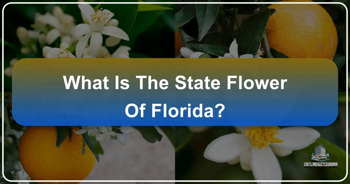 What is the State Flower of Florida?