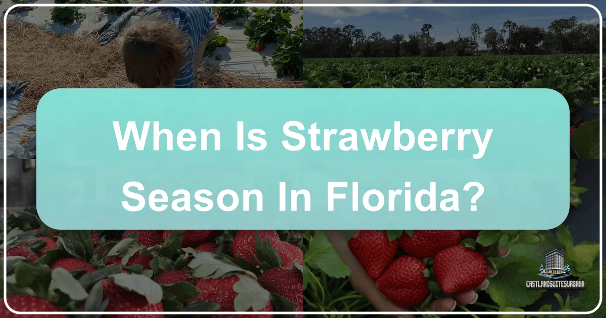 When Is Strawberry Season In Florida?
