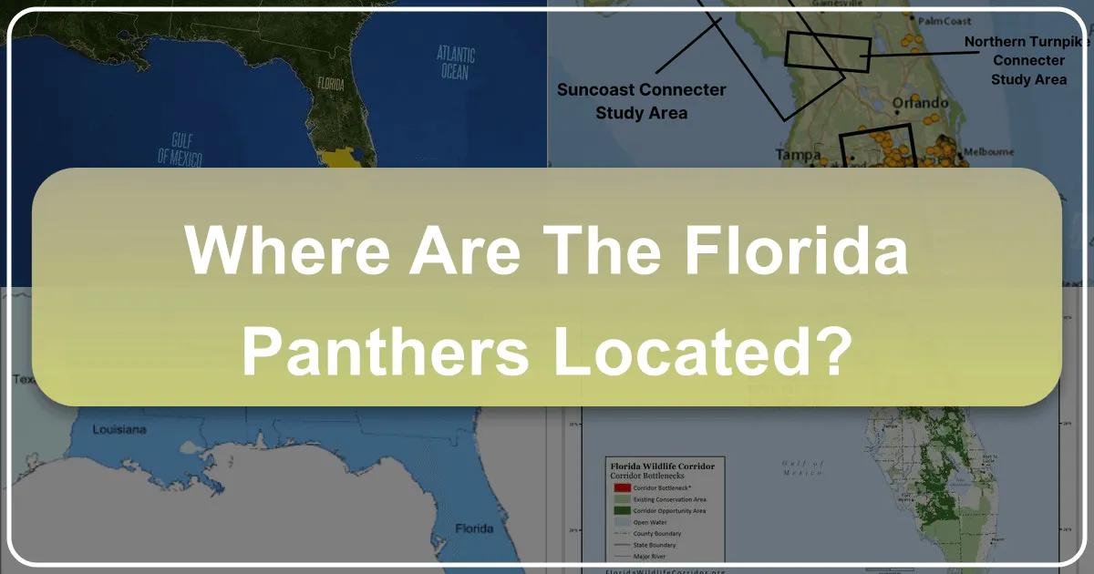 Where are the Florida Panthers Located?