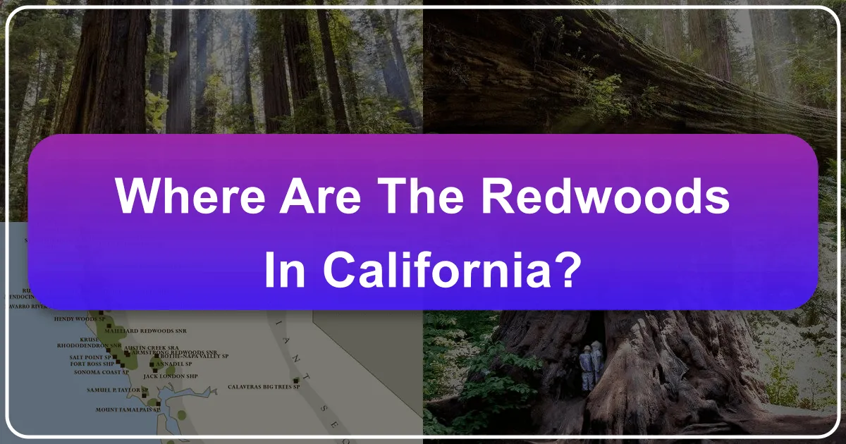 Where Are the Redwoods in California?