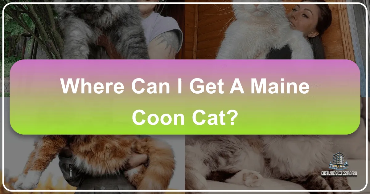Where Can I Get A Maine Coon Cat?