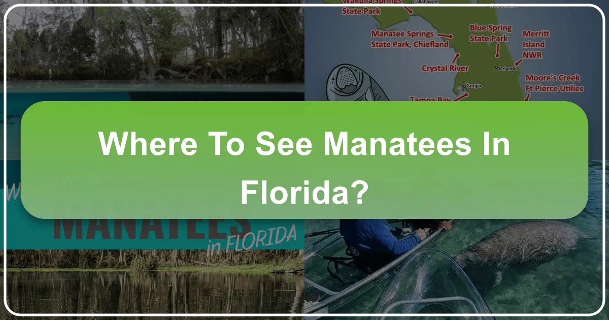 Where to See Manatees in Florida
