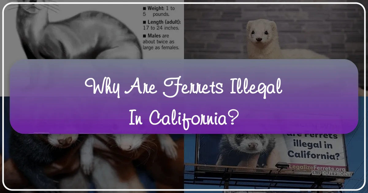 why are ferrets illegal in california